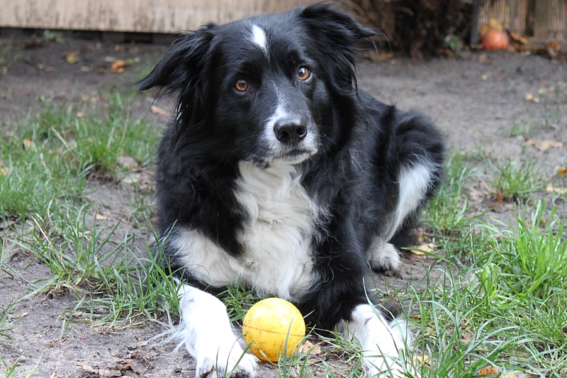 A106-Border-Collie-Sammy-2009