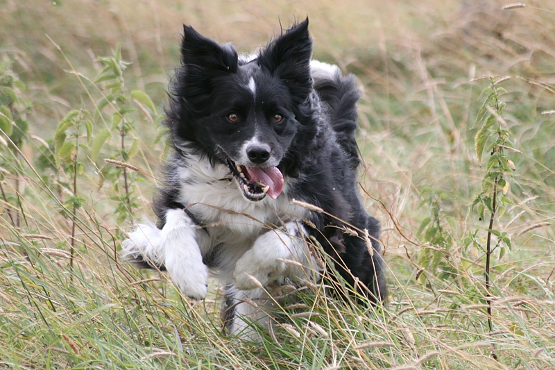 A109-Border-Collie-Sammy-2005