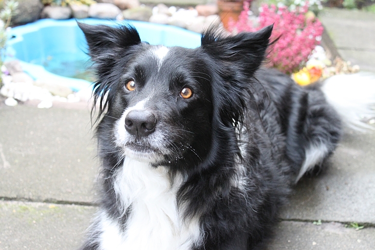 A56-Border-Collie-Sammy-Herbst-2009