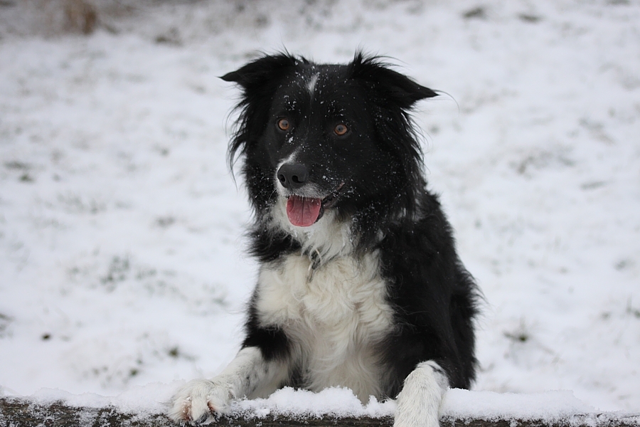 A86-Border-Collie-Sammy-Winter2010