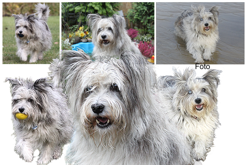 Collage aus 3 Foto freigestellt Mix Hund Collage
