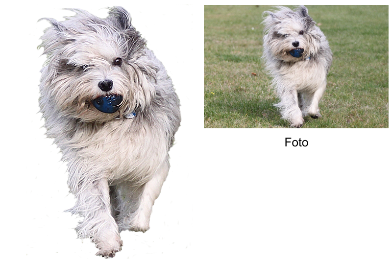 Collage aus 1 Foto freigestellt Mix Hund Collage