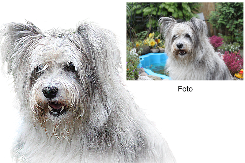 Collage aus 1 Foto freigestellt Mix Hund Collage