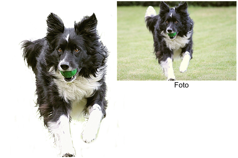 Collage aus 1 Foto freigestellt Border Collie Collage
