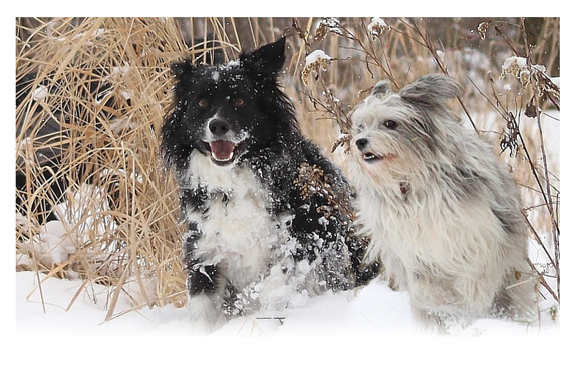 Sammy-Blue-Winter Sammy-Blue-Winter