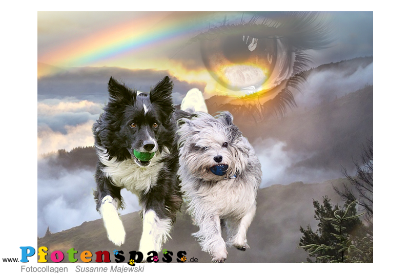 Sammy-Blue-unvergessen-regenbogen-pfotenspass Sammy-Blue-unvergessen-regenbogen-pfotenspass