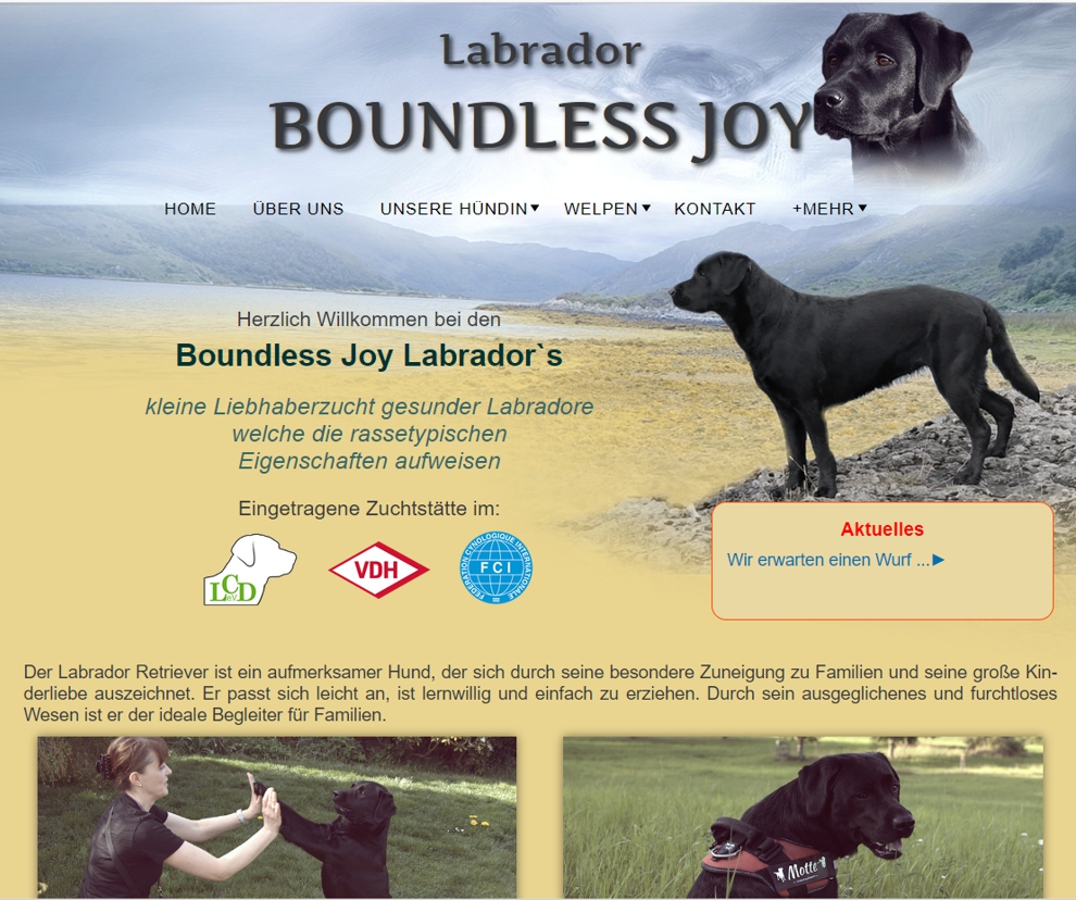 Labrador-boundlessjoy
