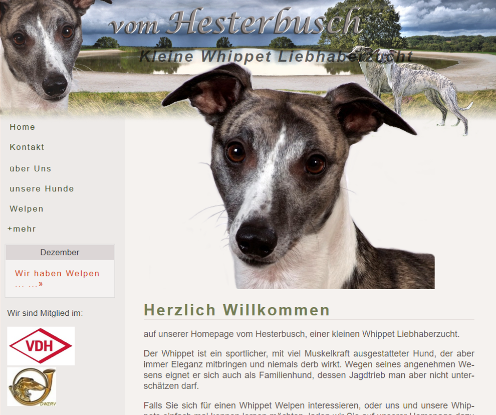 Whippet-vom-Hesterbusch